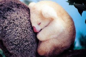 Најубавите албино животни
